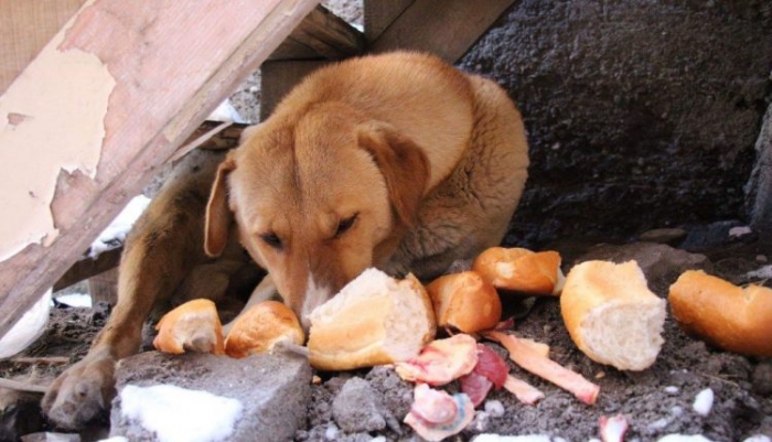 Yavru köpek donarak telef oldu, anne diğer yavrulardan ayrılmıyor