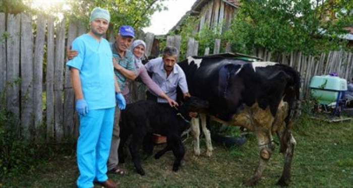 Yeni doğan buzağı görenleri hayrete düşerdi!