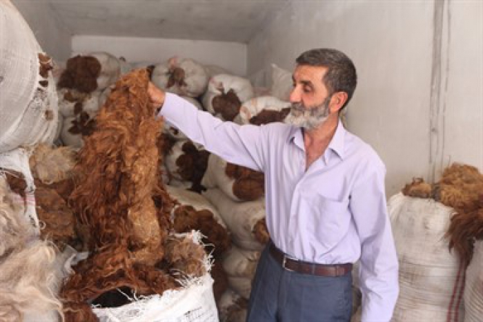 Yün yataklarda uyuduğu için hastalık nedir bilmiyorlar